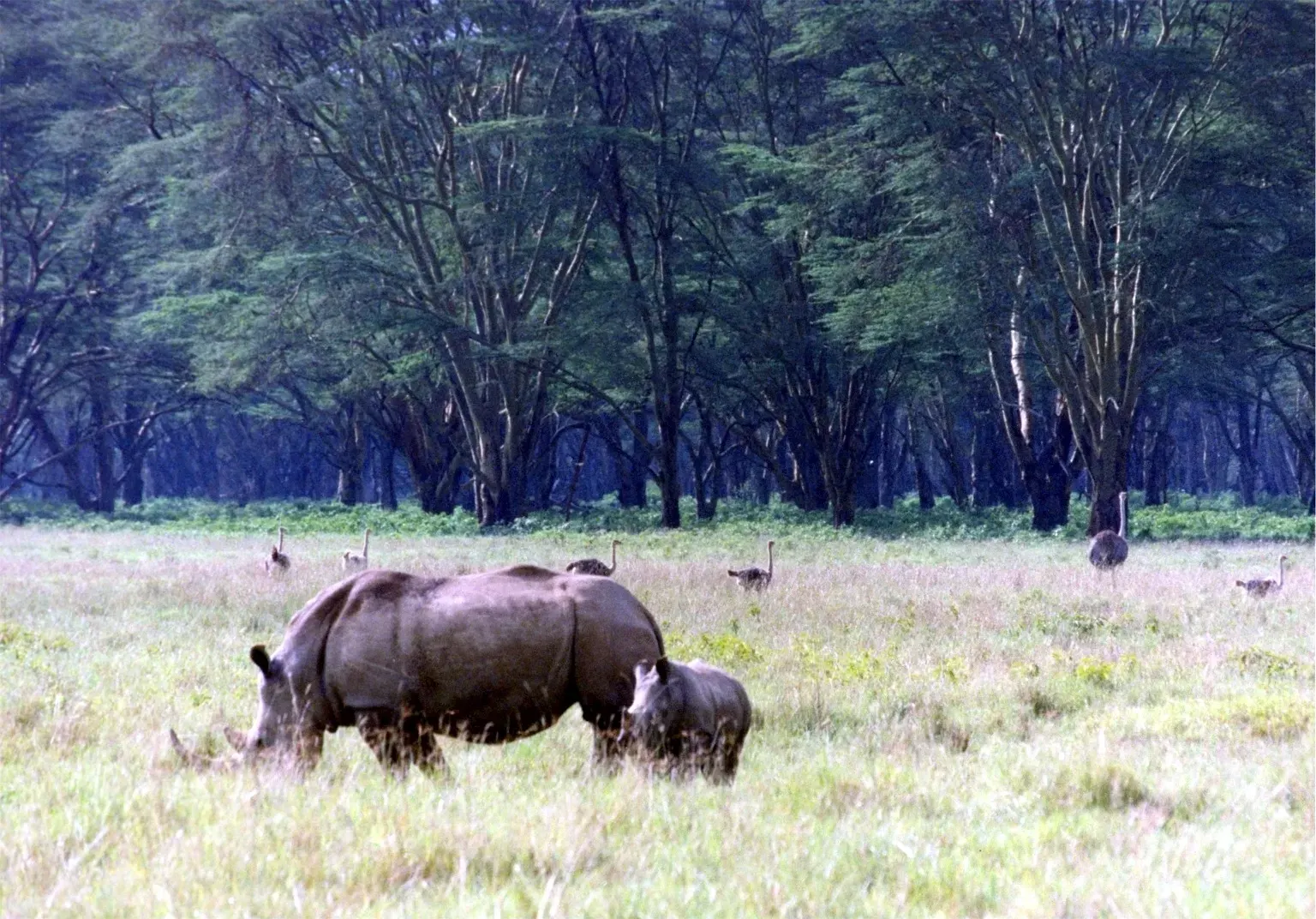 Rhino Tracking