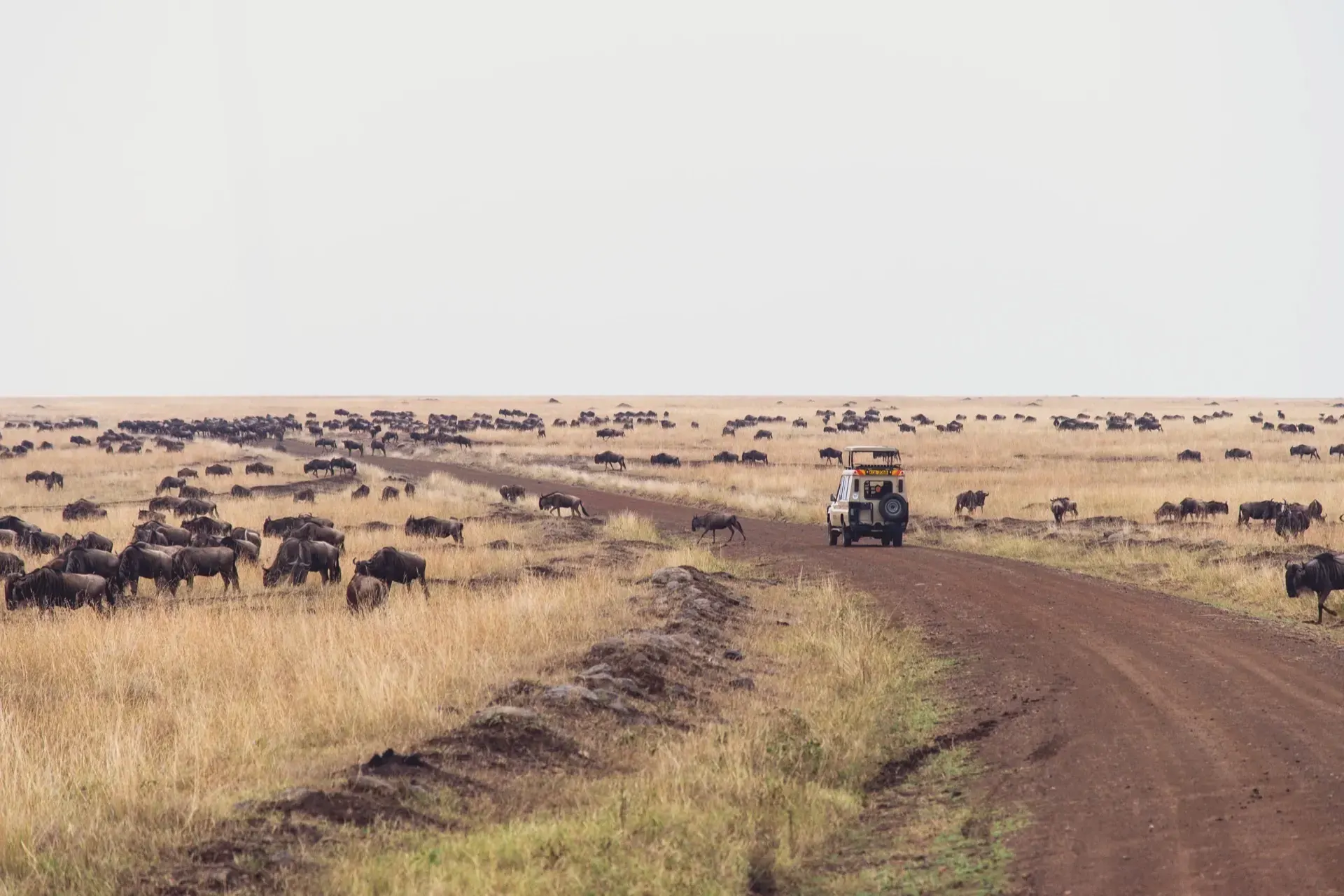 Nairobi National Park Game Drive