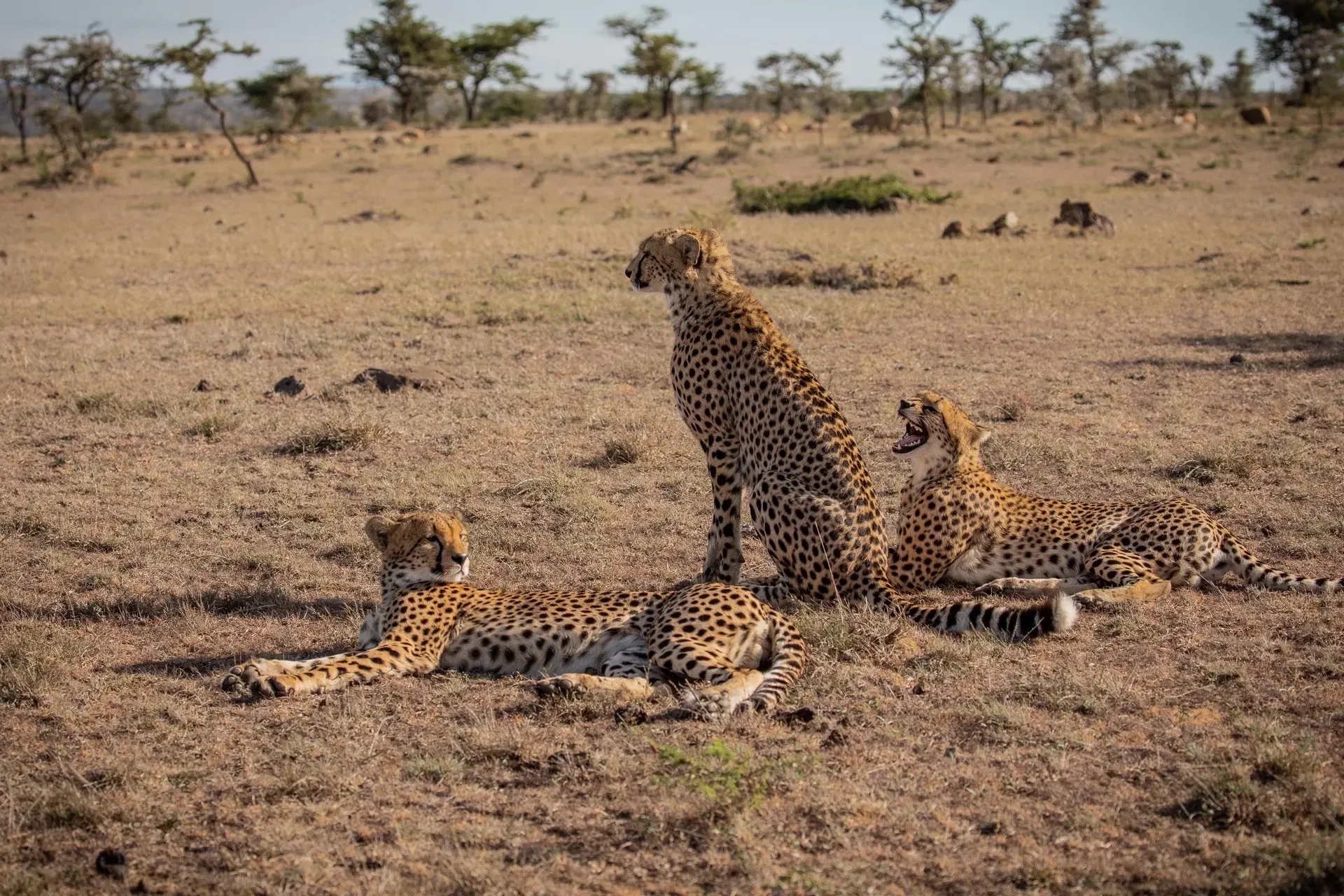 Cheetah Coalition Tracking