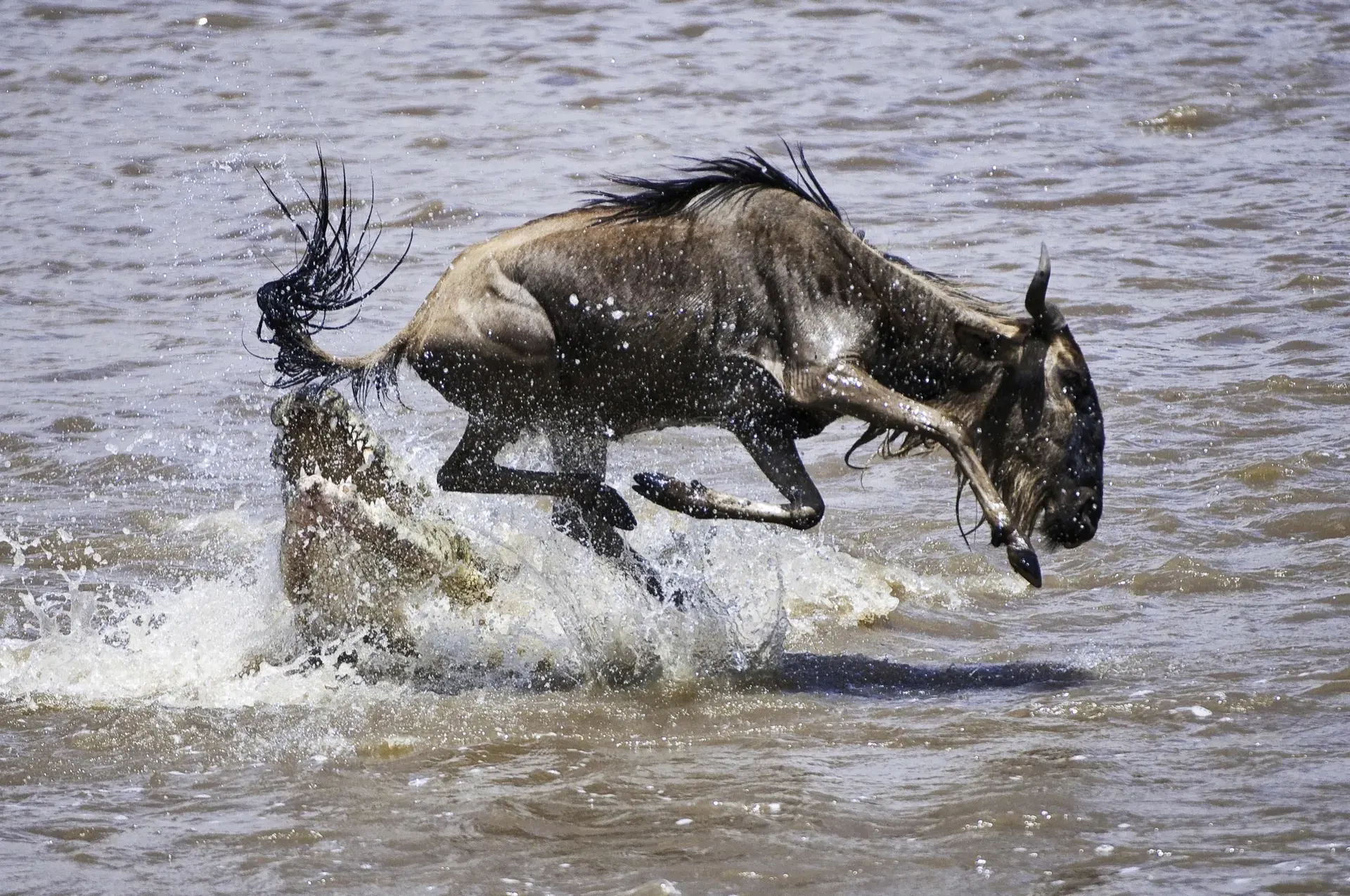 Mara River Crossing