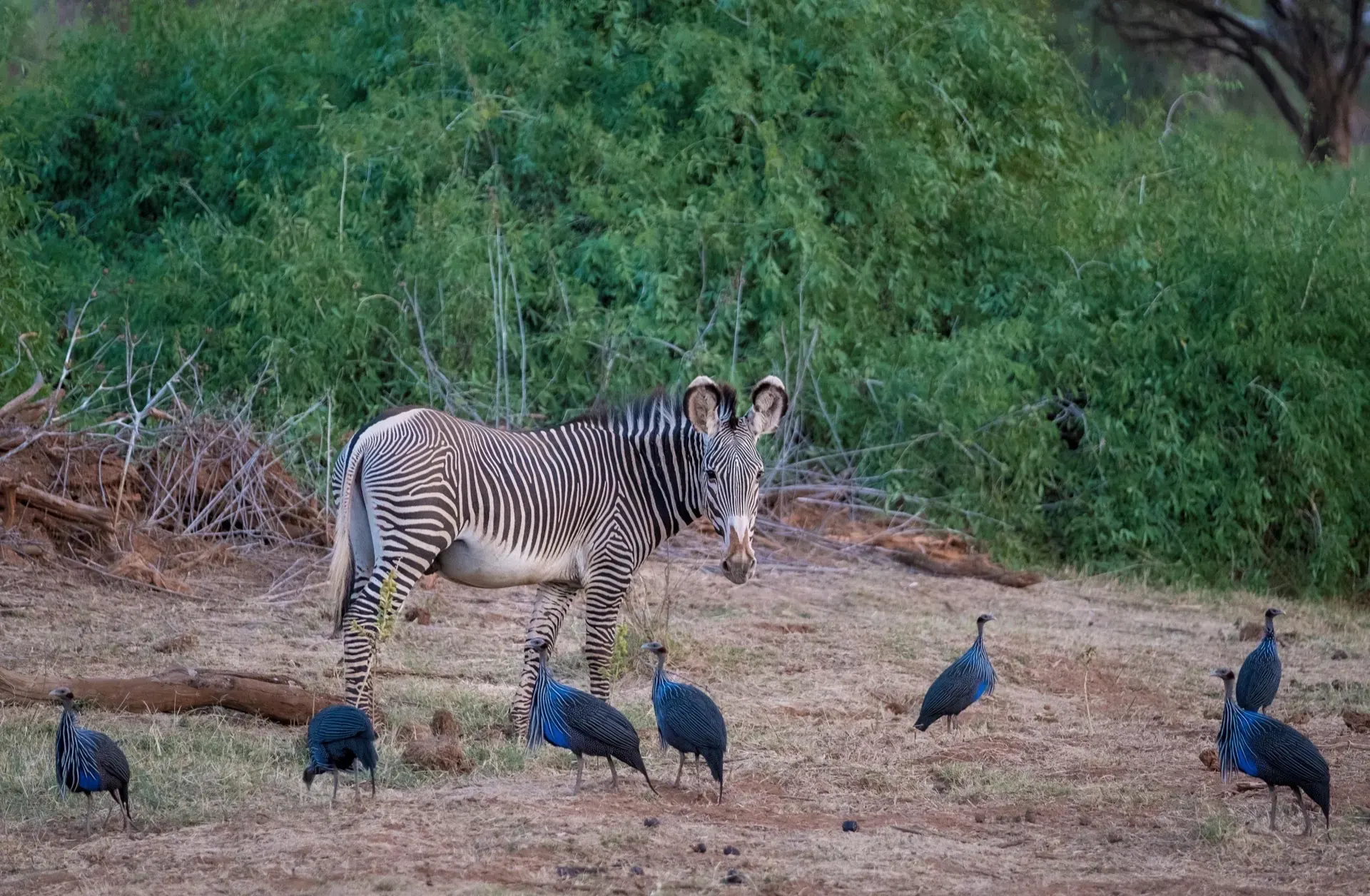 Samburu National Reserve