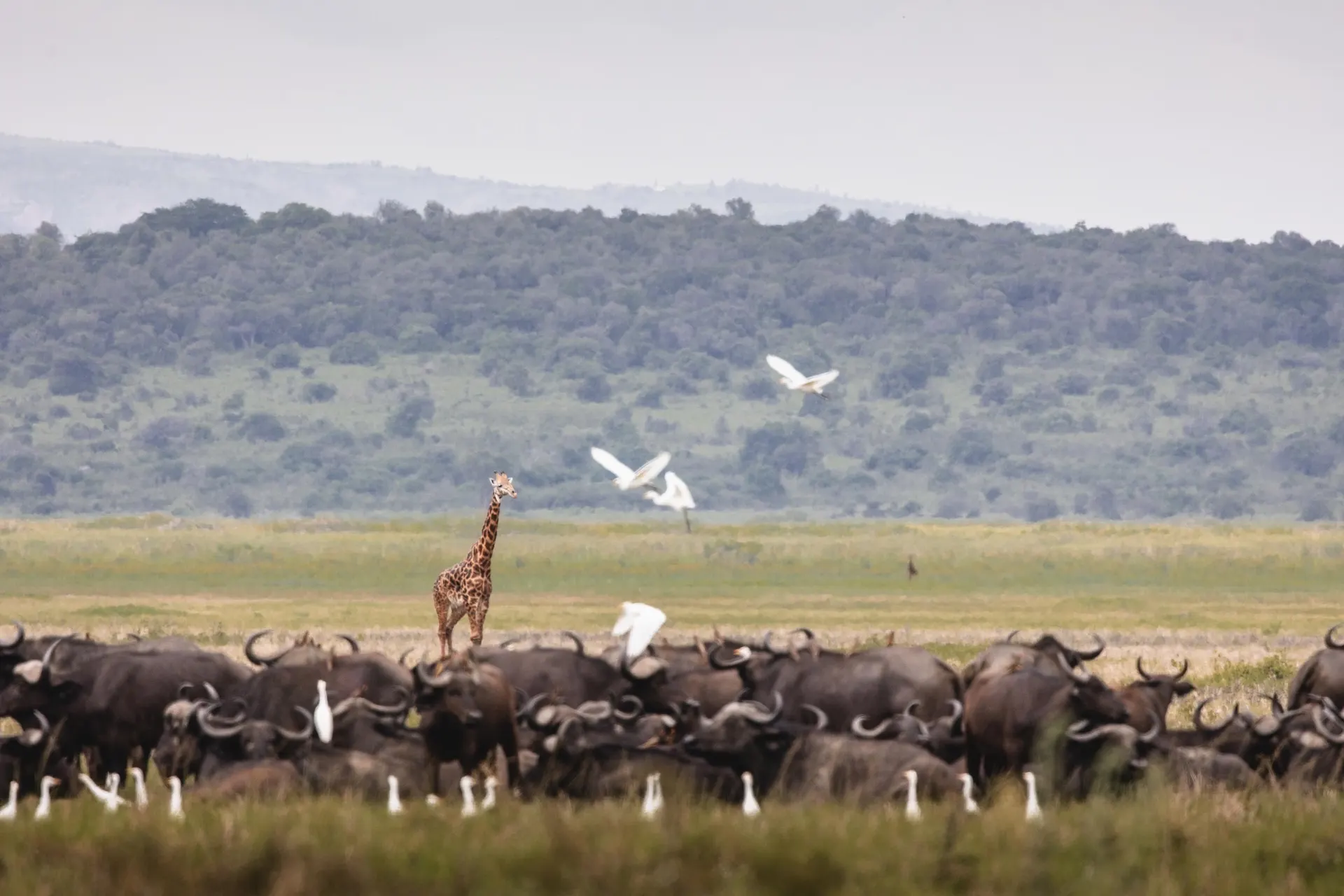 Giraffe & Zebra Plains Drive