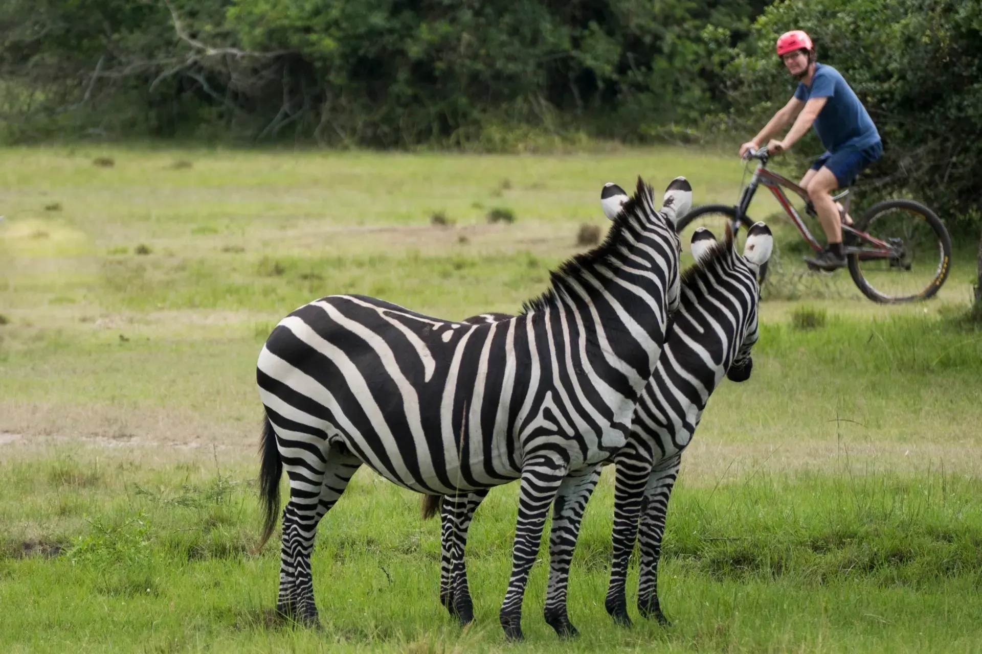 Bwindi to Lake Mburo — Savannah & Zebra